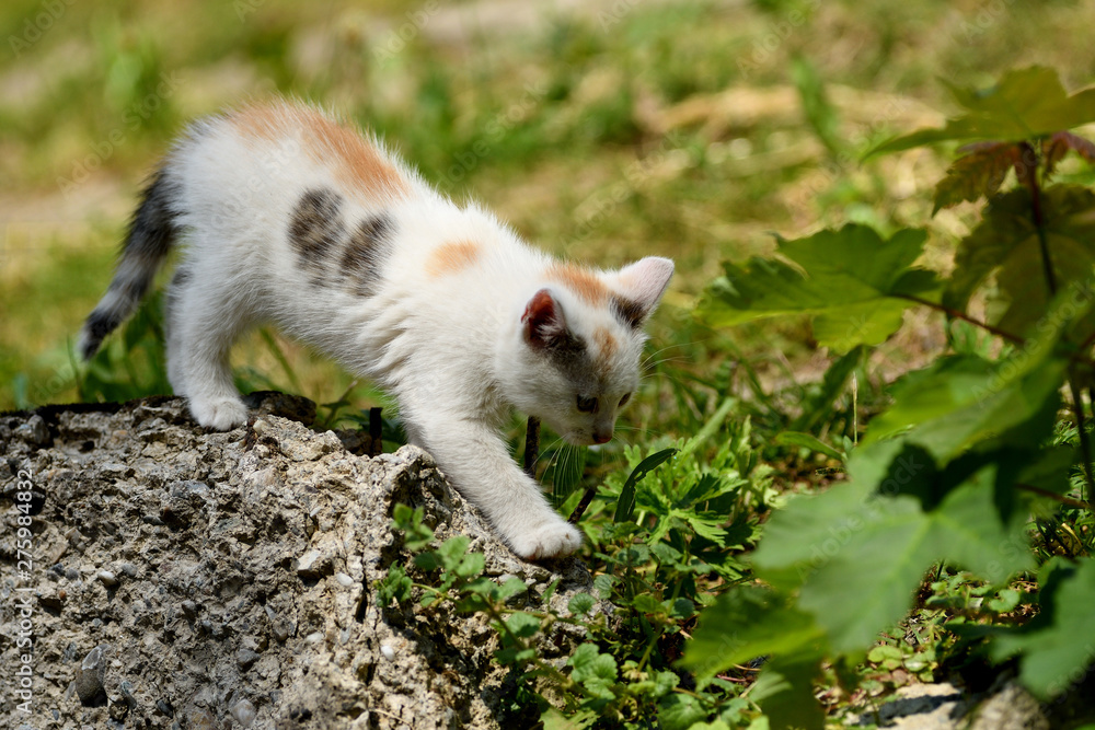 small cats playful together on the grass small cats playful together on the grass