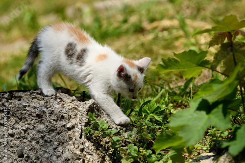 small cats playful together on the grass © Pavol Klimek