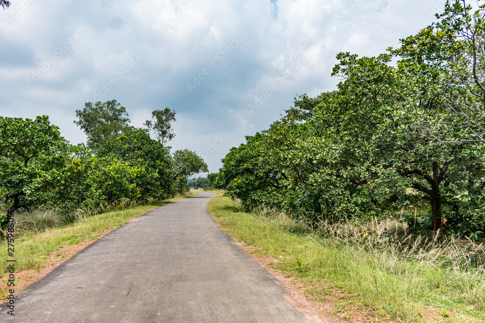 rural village road with cashew trees plantation in both side. rural village road with cashew trees plantation in both side.