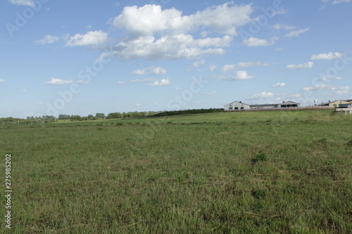 landscape with wheat field and blue sky