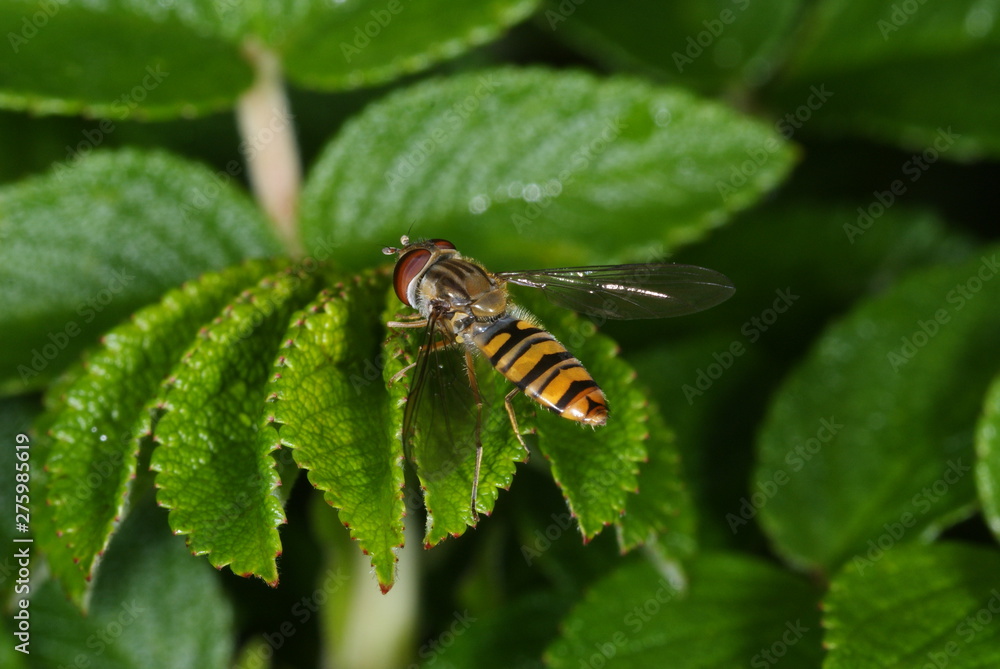 Episyrphus balteatus (De Geer, 1776) Hainschwebfliege 30.07.2011 DE, NRW, Leverkusen-Opladen Episyrphus balteatus (De Geer, 1776) Hainschwebfliege 30.07.2011 DE, NRW, Leverkusen-Opladen