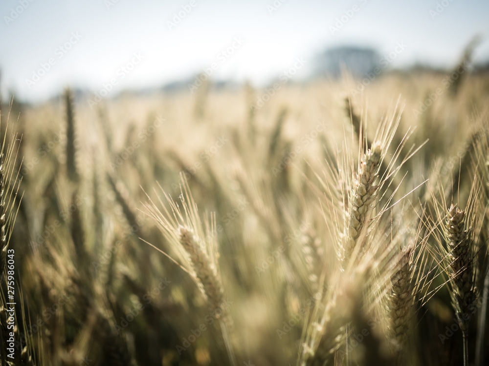 Fototapeta premium Grain Countryside Western Germany