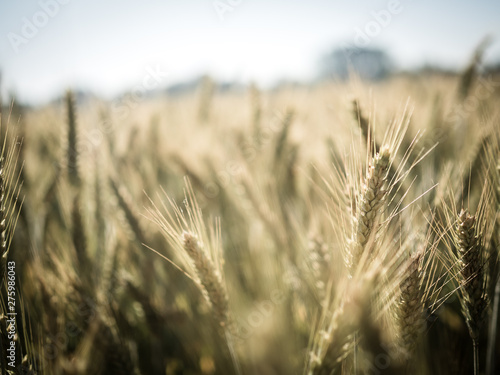 Grain Countryside Western Germany