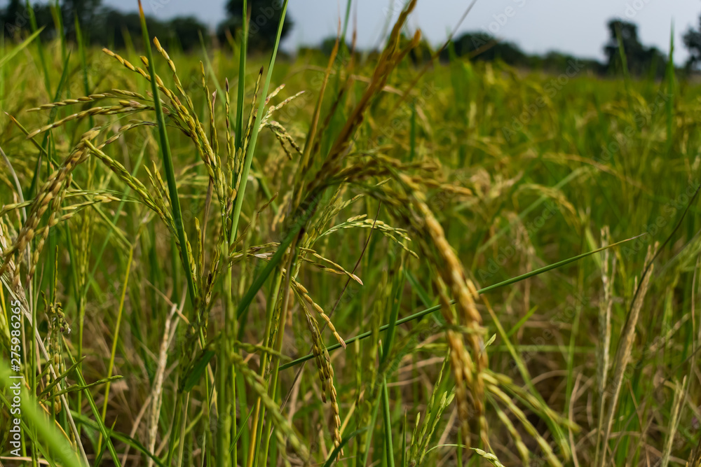 Indian paddy farm close view looking awesome before harvesting. Indian paddy farm close view looking awesome before harvesting.