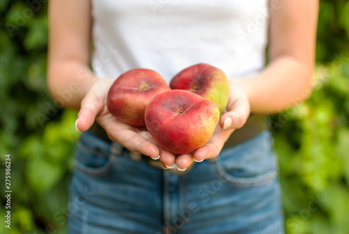 Isolated young woman holding some red plane peaches in her hands. Prunus persica platycarpa. Chinese, plane peach. Varieties: Galaxy, regalcake Aitona fruits