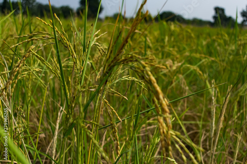 Indian paddy farm close view looking awesome before harvesting.