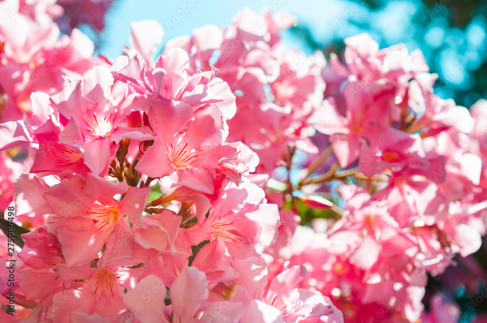 Blooming pink flowers. Beautiful summer nature background. Macro image, selective focus