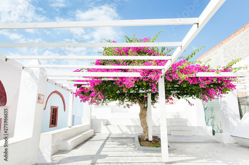 Fototapeta Naklejka Na Ścianę i Meble -  Pink flower tree in greece