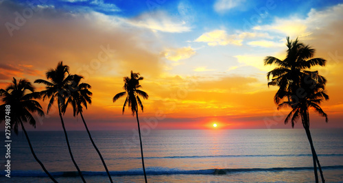 Delightful sunset over the ocean and silhouette of a coconut trees. Wide photo.