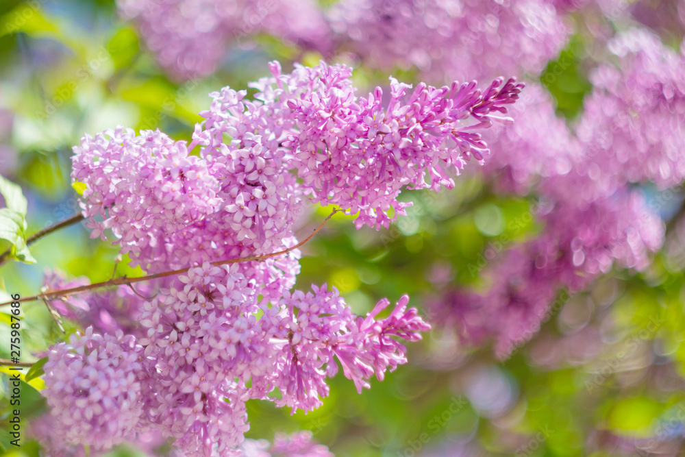 Obraz premium Blooming purple lilac closeup. The concept of beautiful summer flowering, natural beauty. Springtime and summer. Space for text, floral background.