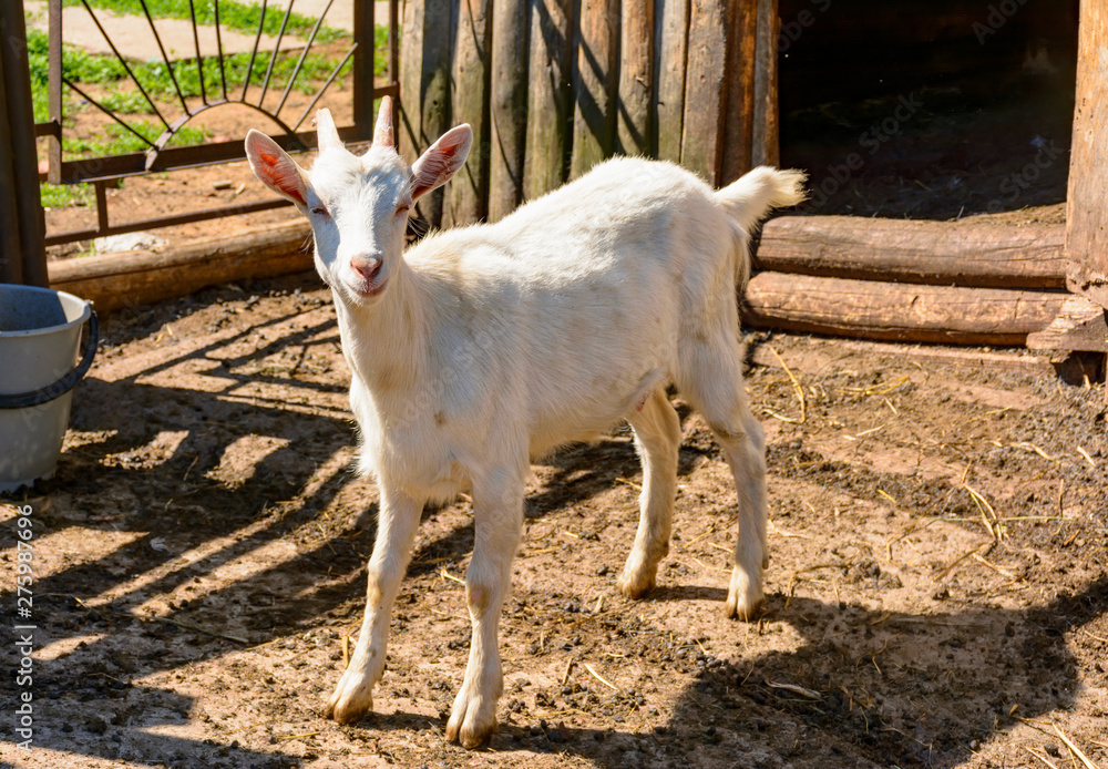 Obraz premium White milk goats in a pen near the barn.