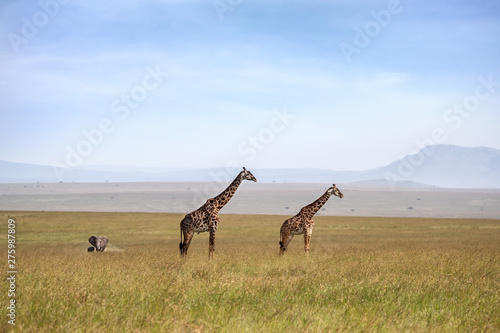 Giraffes and elephants in the Masai Mara