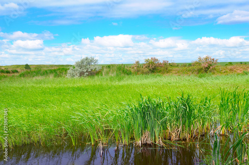 Wet lake with aquatic vegetation and sky.