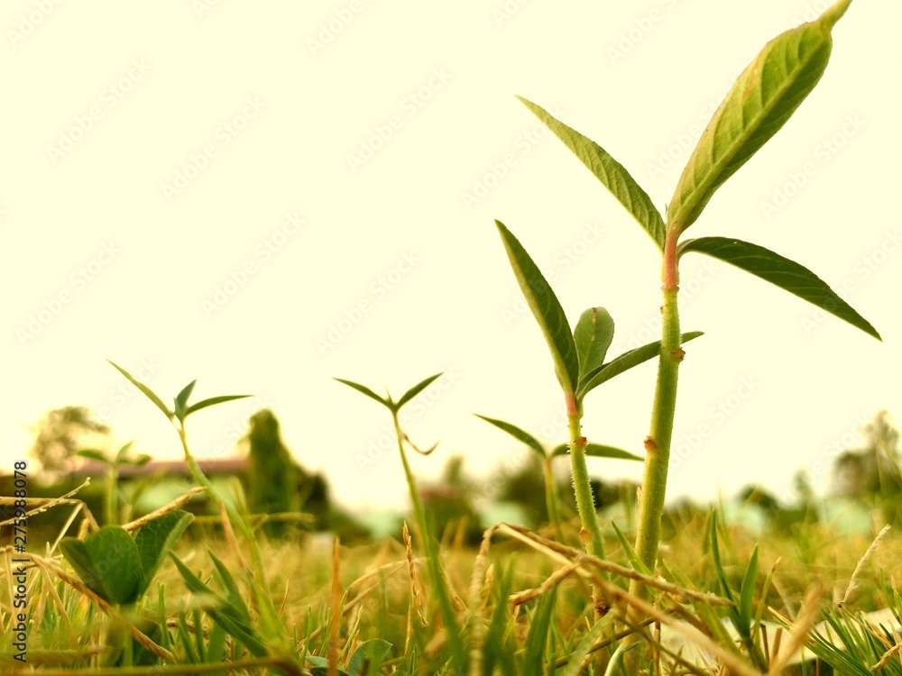 Obraz premium green grass on white background