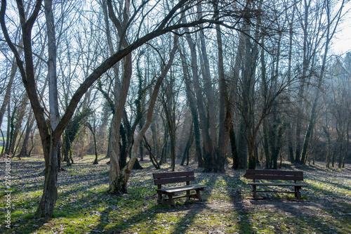 Two banks in the forest