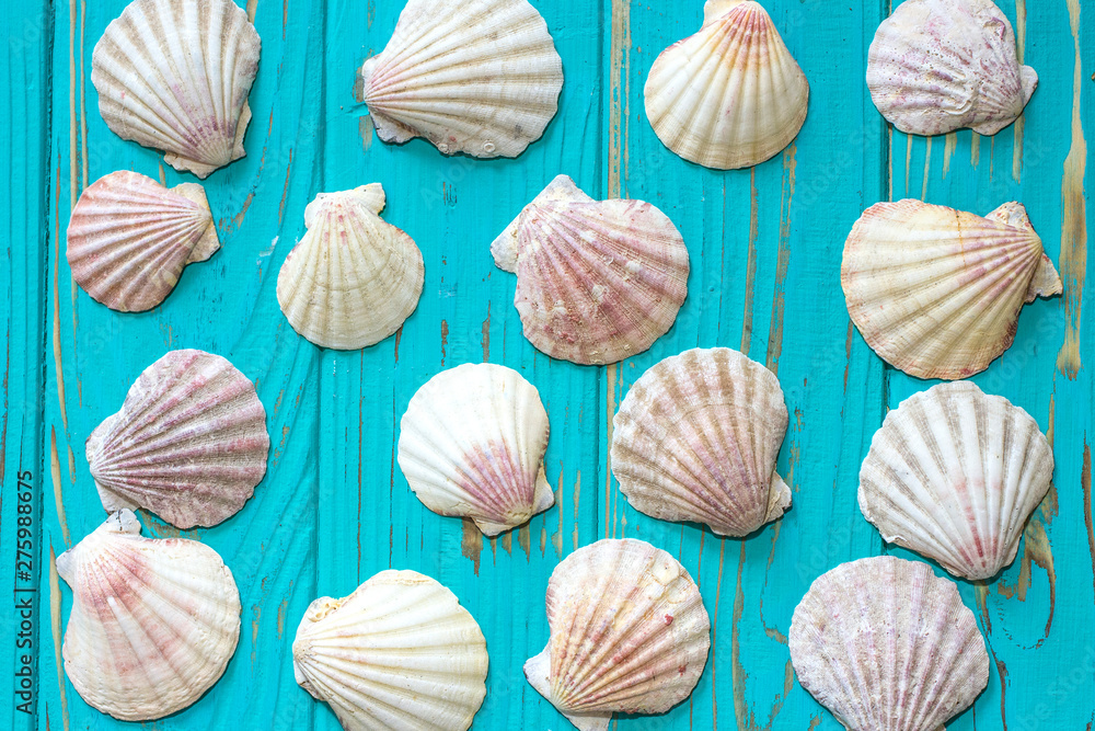 Seashells on a blue background. View from above. Seashells on a blue background. View from above.