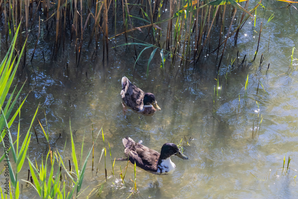 Male mallards (Anas platyrhynchos, wild ducks) swimming in the lake - Image Male mallards (Anas platyrhynchos, wild ducks) swimming in the lake - Image