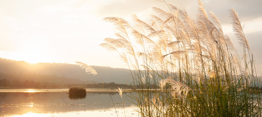 Wandcirkels Kantoor Rustig meer met bloeiend riet zonsondergang  © Tanes