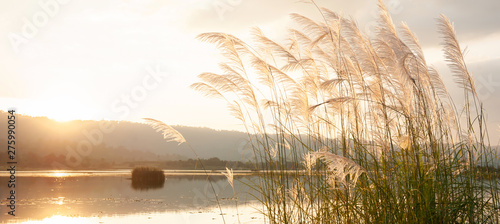 A tranquil sunset lake with reed flowers are in bloom. photo