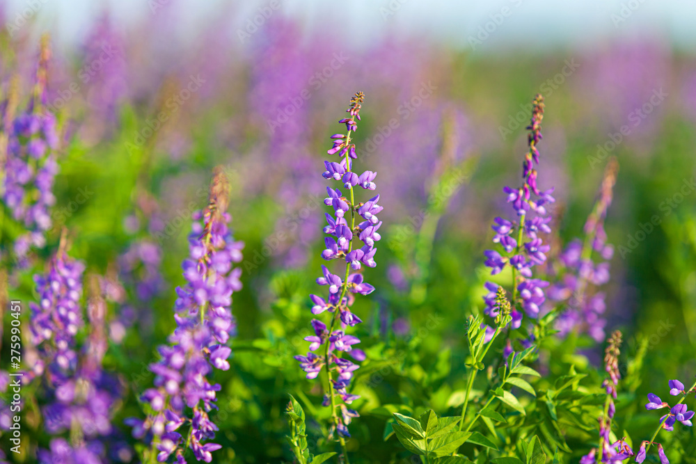 Naklejka premium Vicia cracca flowers, closeup shot, warm evening light