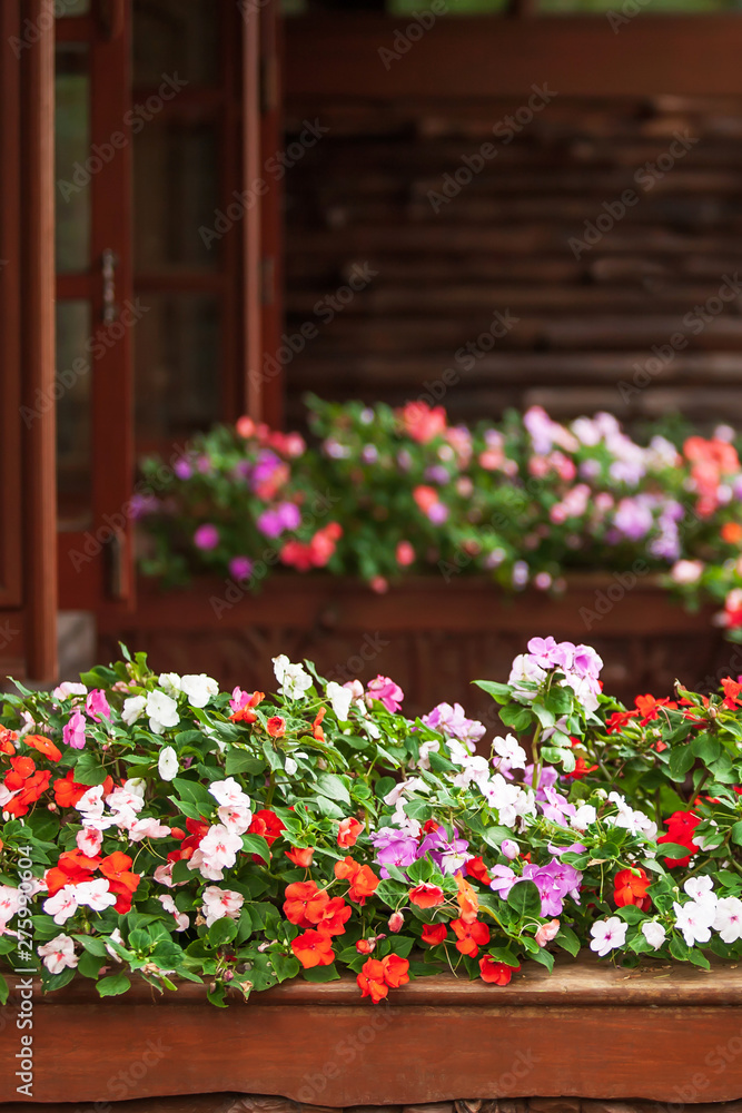Blooming Impatiens flowers on the wooden balcony.