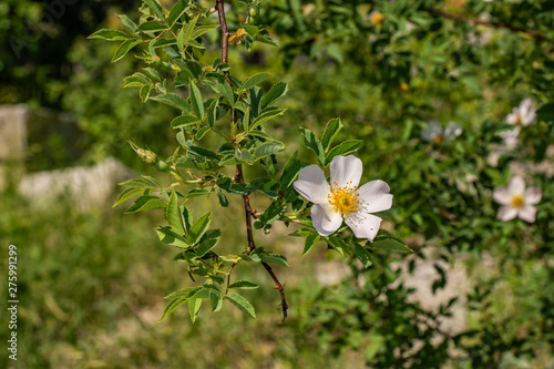 summer, Sunny, day, nature, flora, thin, branch, green, foliage, one, flower, rose hip, walk, observation