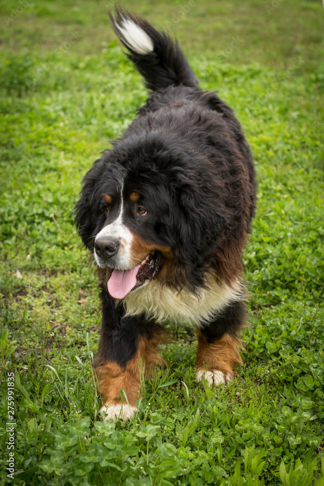 Fototapeta premium Bernese mountain shepherd dog