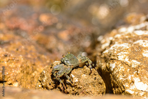 Camouflaged crab on rocks. Bokeh background