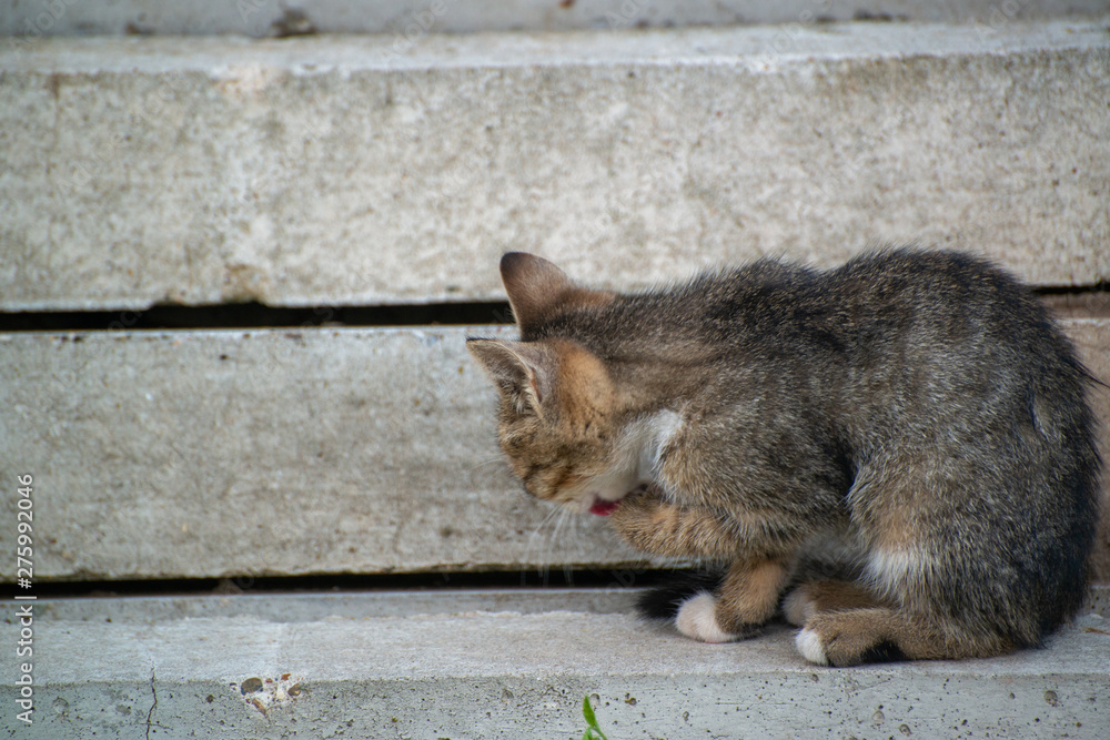 Gray and black kittens play on a good day Gray and black kittens play on a good day