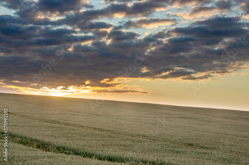 Wheat field with blue sky with sun and clouds against the backdrop © maykal