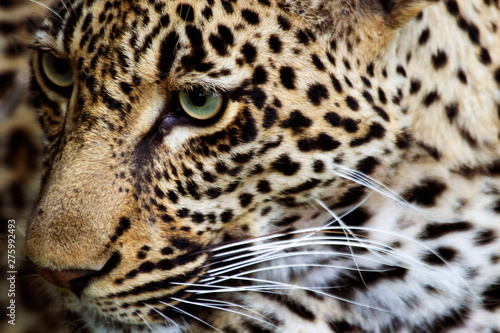Leopard © Stuart