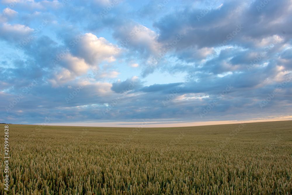 Wheat field with blue sky with sun and clouds against the backdrop