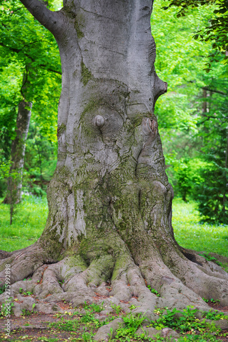 The trunk of an old beech in a deciduous forest