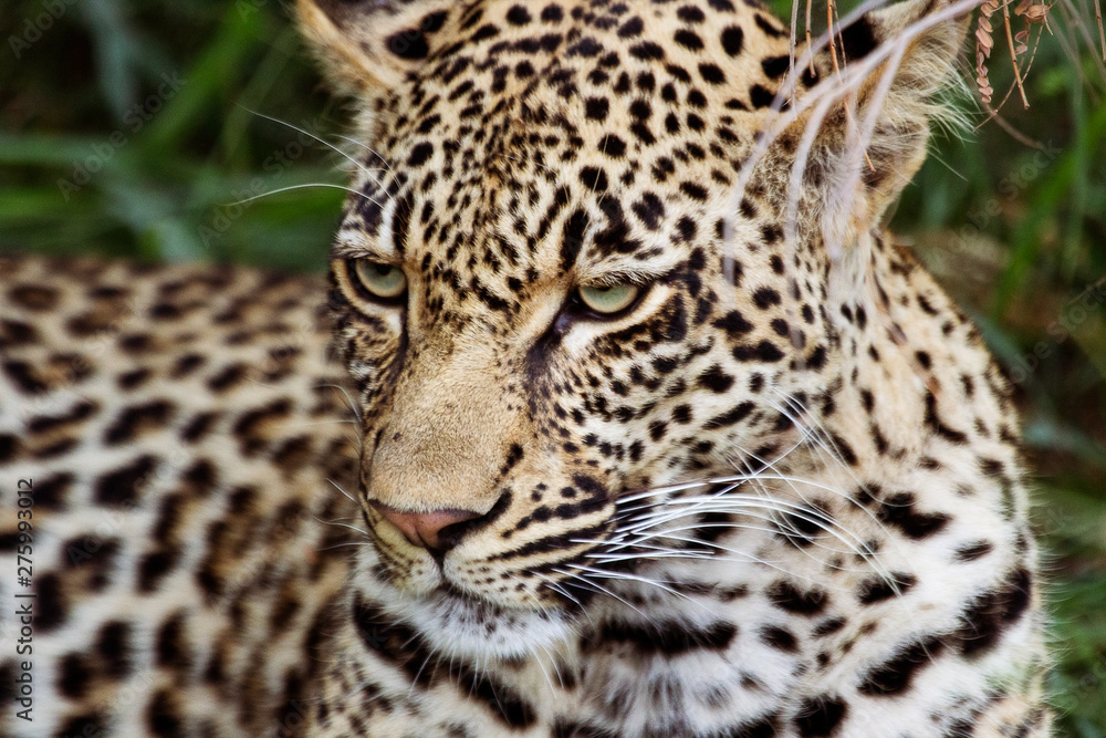 Leopard Leopard