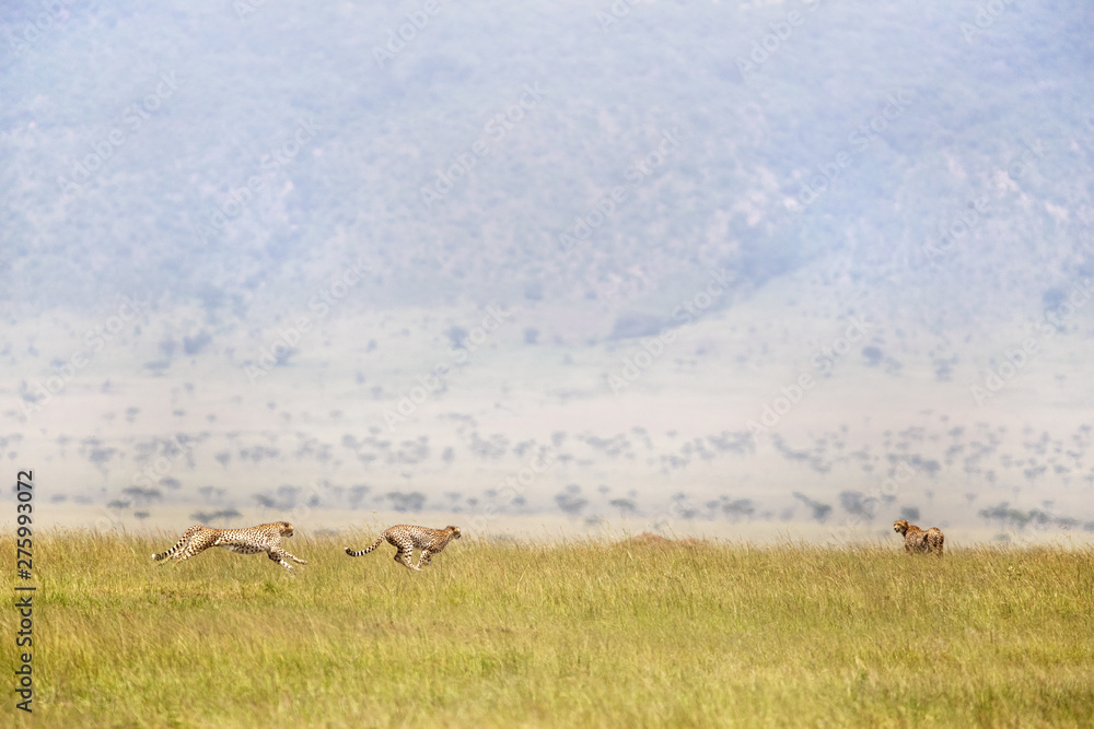 Three cheetahs running through the Masai Mara, Kenya. The cheetah is the  fastest land animal in the world, reaching speeds of up to 70 miles per  hour. Stock Photo | Adobe Stock