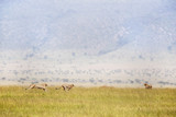 Three cheetahs running through the Masai Mara, Kenya. The cheetah is the fastest land animal in the world, reaching speeds of up to 70 miles per hour.