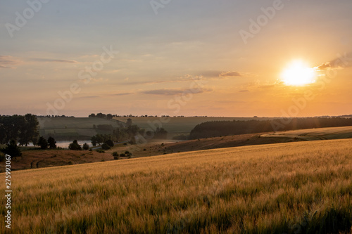 Wheat field with blue sky with sun and clouds against the backdrop