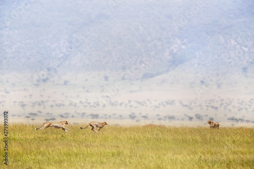 Fototapeta Naklejka Na Ścianę i Meble -  Three cheetahs running through the Masai Mara, Kenya. The cheetah is the fastest land animal in the world, reaching speeds of up to 70 miles per hour.