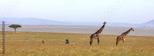 Canvas Print Giraffes and elephants banner