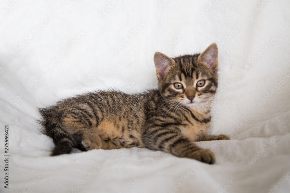 Fototapeta premium Kotek