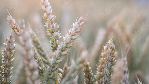 Ripe wheat ears on the field close-up