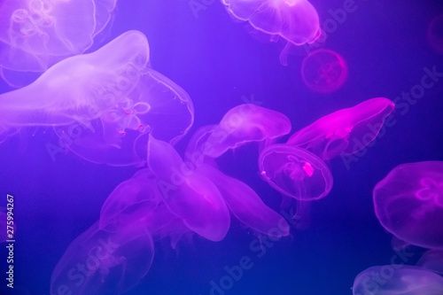 Jellyfish in the backlit aquarium. The inhabitants of the sea. Living creatures. Jellyfish movement. © alenka2194