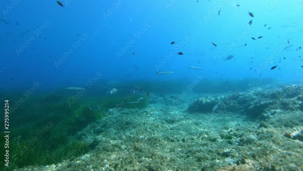 Scuba diving in Majorca - Underwater landscape