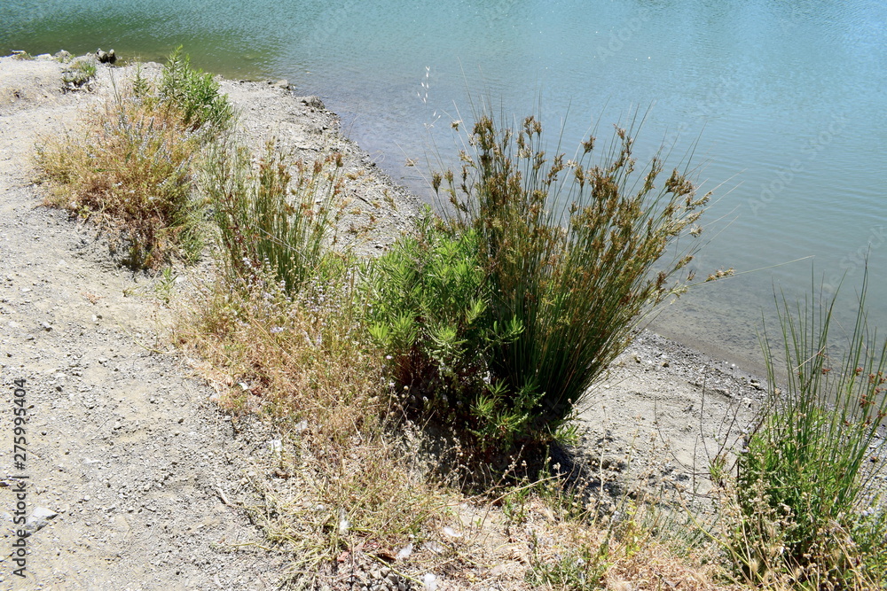 green plants and trees by a lake green plants and trees by a lake