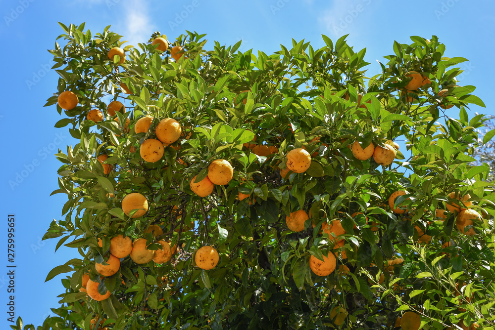 Orangenbaum mit reifen Früchten, blauer Himmel, Blick von unten