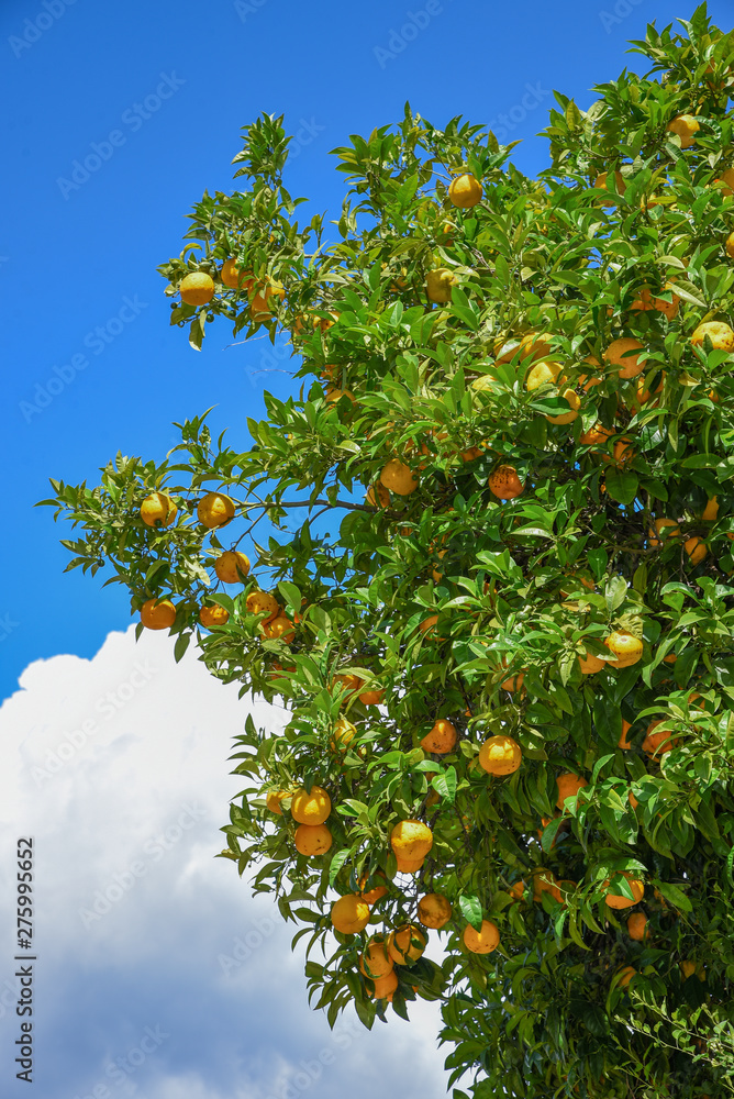 Orangenbaum mit reifen Früchten, blauer Himmel und Wolke