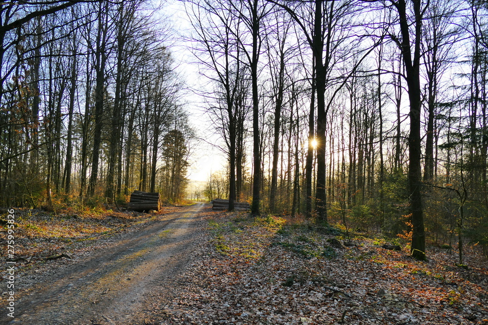 Obraz premium Rising sun casting long shadows in the forest