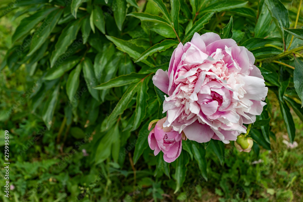 flower bed, garden, flora, lush, flowers, Bush, pink, peony, long, stem, green, foliage, beauty, observation flower bed, garden, flora, lush, flowers, Bush, pink, peony, long, stem, green, foliage, beauty, observation