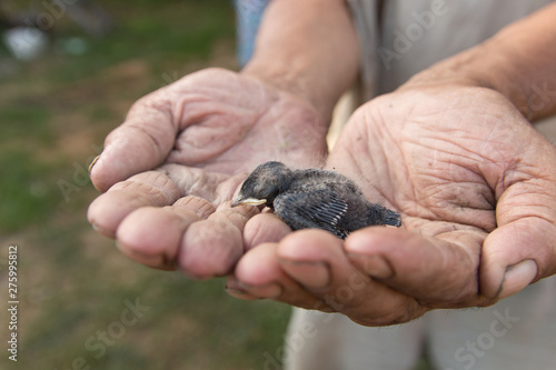 Newborn chick swallows on hand. The chick fell out of the nest. The concept of helping birds and animals