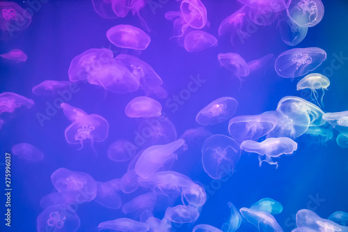 Jellyfish in the backlit aquarium. The inhabitants of the sea. Living creatures. Jellyfish movement. © alenka2194